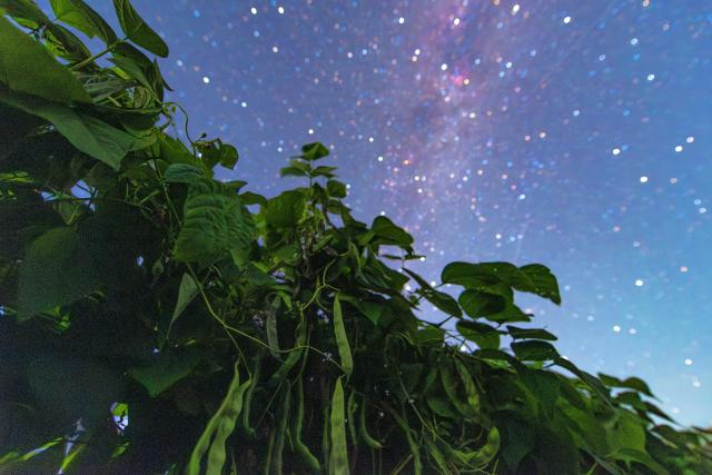 (260817) -- HARBIN, Aug. 17, 2026 (Xinhua) -- This photo taken on Aug. 7, 2026 shows green beans under starry sky in Fujin City, northeast China's Heilongjiang Province. (Photo by Qu Yubao/Xinhua)