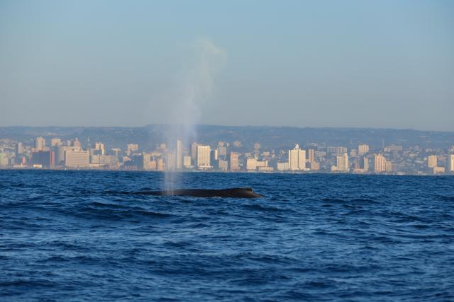 (260817) -- DURBAN, Aug. 17, 2026 (Xinhua) -- This photo taken on Aug. 16, 2026 shows a humpback whale shooting water off the coast of Durban, South Africa. Humpback whales travel annually from Antarctic waters through the coastal waters off Durban during the Southern Hemisphere's winter, heading to warmer waters to breed and give birth. (Xinhua/Chen Wei)
