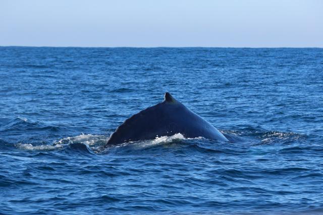 (260817) -- DURBAN, Aug. 17, 2026 (Xinhua) -- This photo taken on Aug. 16, 2026 shows part of a humpback whale off the coast of Durban, South Africa. Humpback whales travel annually from Antarctic waters through the coastal waters off Durban during the Southern Hemisphere's winter, heading to warmer waters to breed and give birth. (Xinhua/Chen Wei)