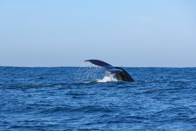 (260817) -- DURBAN, Aug. 17, 2026 (Xinhua) -- This photo taken on Aug. 16, 2026 shows the tail fin of a humpback whale off the coast of Durban, South Africa. Humpback whales travel annually from Antarctic waters through the coastal waters off Durban during the Southern Hemisphere's winter, heading to warmer waters to breed and give birth. (Xinhua/Chen Wei)