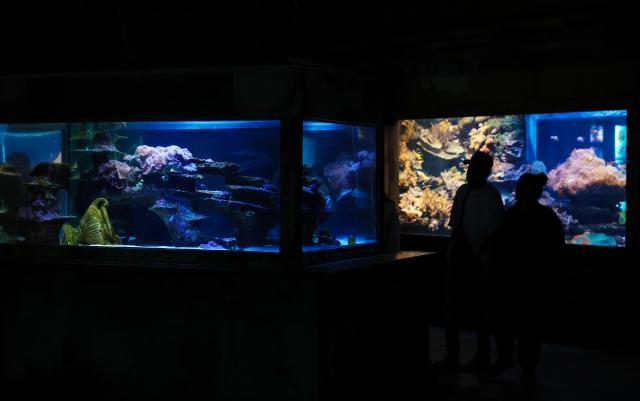 (260817) -- DURBAN, Aug. 17, 2026 (Xinhua) -- People visit the aquarium at uShaka Marine World in Durban, South Africa, Aug. 16, 2026. Located in Durban, uShaka Marine World is a marine theme park featuring a shipwreck-themed aquarium, marine life exhibits and water attractions. (Xinhua/Chen Wei)