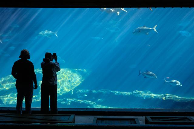 (260817) -- DURBAN, Aug. 17, 2026 (Xinhua) -- People visit the aquarium at uShaka Marine World in Durban, South Africa, Aug. 16, 2026. Located in Durban, uShaka Marine World is a marine theme park featuring a shipwreck-themed aquarium, marine life exhibits and water attractions. (Xinhua/Chen Wei)
