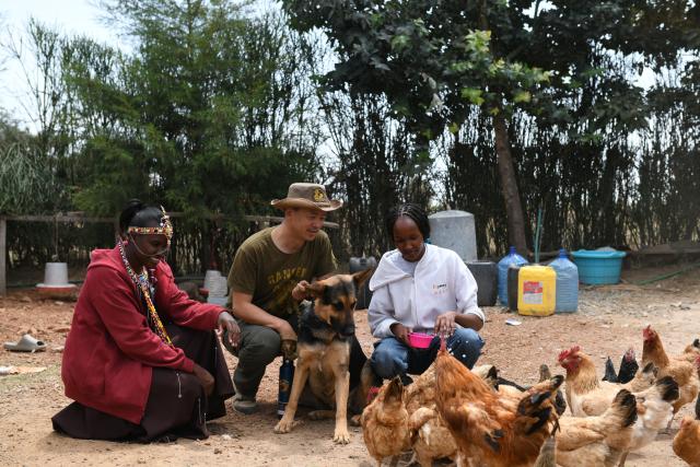 (260817) -- NAROK, Aug. 17, 2026 (Xinhua) -- Zhuo Qiang (C) checks the chickens raised by local residents in Narok, Kenya, Aug. 12, 2026. As dawn breaks over Ol Kinyei Conservancy in Kenya's Maasai Mara ecosystem, rangers are already combing the grasslands for signs of unauthorized entry and poaching while keeping a close watch on wildlife. Among them is Chinese conservationist Zhuo Qiang, nicknamed "Simba," the Swahili word for lion. For him, this early-morning routine is driven by a broader mission to achieve human-wildlife coexistence.TO GO WITH "Feature: Chinese conservationist explores community-based wildlife protection in Kenya" (Xinhua/Liu Qiong)