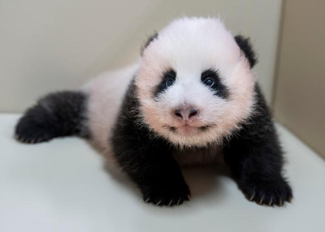 (260818) -- SEOUL, Aug. 18, 2026 (Xinhua) -- This photo released by the Everland theme park on Aug. 18, 2026 shows a female cub born to giant panda Ai Bao in South Korea. Ai Bao, a female giant panda on loan from China, gave birth to a female cub on June 3.
  The giant panda pair Ai Bao and Le Bao arrived in South Korea in 2016 and have since lived at Panda World at Everland, located in Gyeonggi Province. (Everland/Handout via Xinhua)