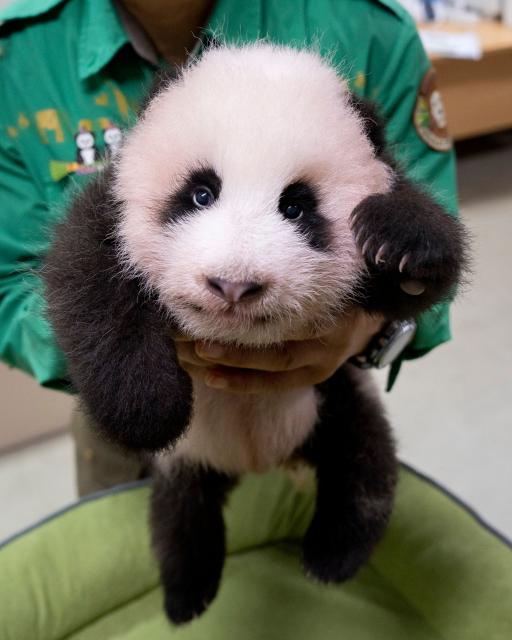 (260818) -- SEOUL, Aug. 18, 2026 (Xinhua) -- This photo released by the Everland theme park on Aug. 18, 2026 shows a female cub born to giant panda Ai Bao in South Korea. Ai Bao, a female giant panda on loan from China, gave birth to a female cub on June 3.
  The giant panda pair Ai Bao and Le Bao arrived in South Korea in 2016 and have since lived at Panda World at Everland, located in Gyeonggi Province. (Everland/Handout via Xinhua)