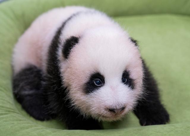 (260818) -- SEOUL, Aug. 18, 2026 (Xinhua) -- This photo released by the Everland theme park on Aug. 18, 2026 shows a female cub born to giant panda Ai Bao in South Korea. Ai Bao, a female giant panda on loan from China, gave birth to a female cub on June 3.
  The giant panda pair Ai Bao and Le Bao arrived in South Korea in 2016 and have since lived at Panda World at Everland, located in Gyeonggi Province. (Everland/Handout via Xinhua)