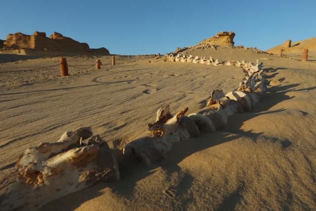 (260818) -- FAYOUM, Aug. 18, 2026 (Xinhua) -- This photo taken on Aug. 18, 2026 shows whale fossil remains at Wadi Al-Hitan, or the Whale Valley, in Fayoum, western Egypt. Wadi Al-Hitan, or the Whale Valley, located in the western desert of Egypt, contains invaluable fossil remains of the earliest, and now extinct, suborder of whales, Archaeoceti. It was listed as a World Heritage Site by UNESCO in 2005. (Xinhua/Ahmed Gomaa)