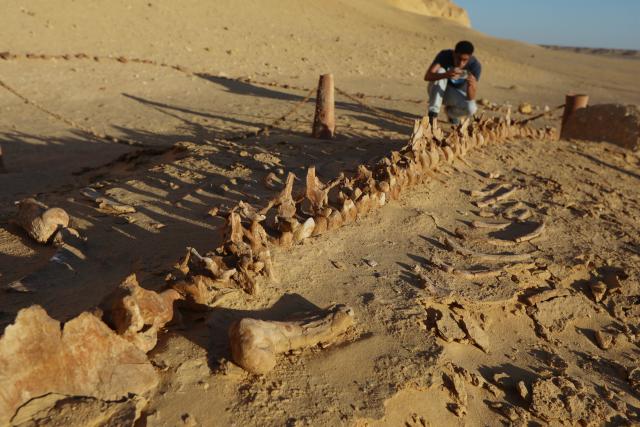 (260818) -- FAYOUM, Aug. 18, 2026 (Xinhua) -- A tourist takes photos of whale fossil remains at Wadi Al-Hitan, or the Whale Valley, in Fayoum, western Egypt, on Aug. 18, 2026. Wadi Al-Hitan, or the Whale Valley, located in the western desert of Egypt, contains invaluable fossil remains of the earliest, and now extinct, suborder of whales, Archaeoceti. It was listed as a World Heritage Site by UNESCO in 2005. (Xinhua/Ahmed Gomaa)