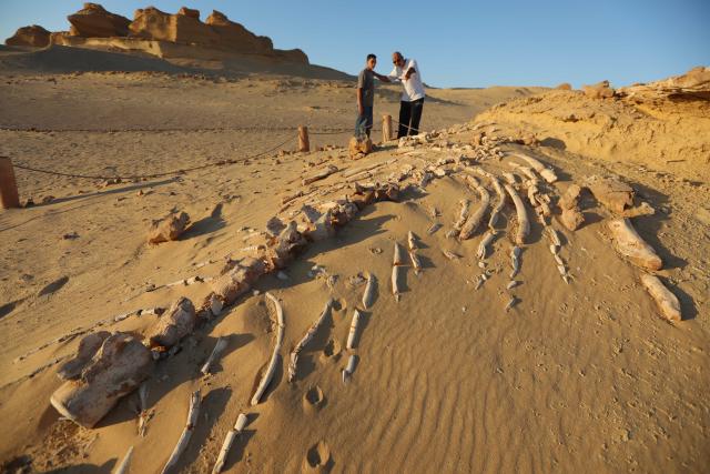 (260818) -- FAYOUM, Aug. 18, 2026 (Xinhua) -- Tourists visit whale fossil remains at Wadi Al-Hitan, or the Whale Valley, in Fayoum, western Egypt, on Aug. 18, 2026. Wadi Al-Hitan, or the Whale Valley, located in the western desert of Egypt, contains invaluable fossil remains of the earliest, and now extinct, suborder of whales, Archaeoceti. It was listed as a World Heritage Site by UNESCO in 2005. (Xinhua/Ahmed Gomaa)