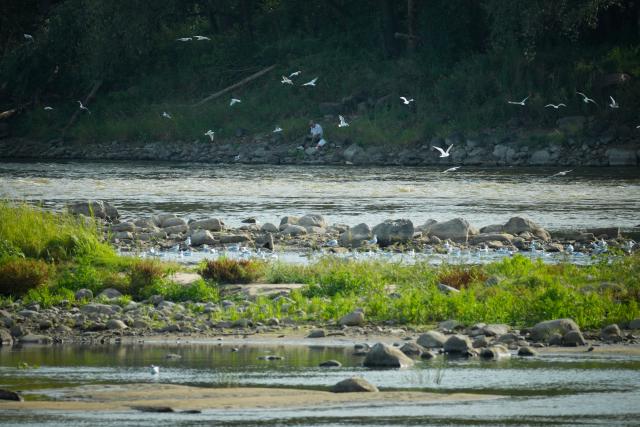 (260818) -- WARSAW, Aug. 18, 2026 (Xinhua) -- Low water levels expose shallow areas of the Vistula River in Warsaw, Poland, on Aug. 18, 2026. (Photo by Jaap Arriens/Xinhua)