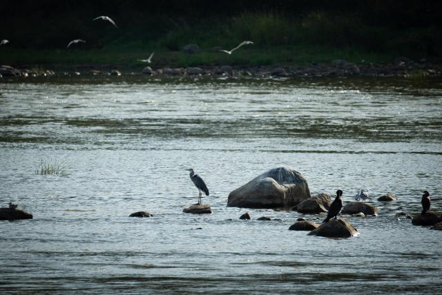 (260818) -- WARSAW, Aug. 18, 2026 (Xinhua) -- Low water levels expose shallow areas of the Vistula River in Warsaw, Poland, on Aug. 18, 2026. (Photo by Jaap Arriens/Xinhua)