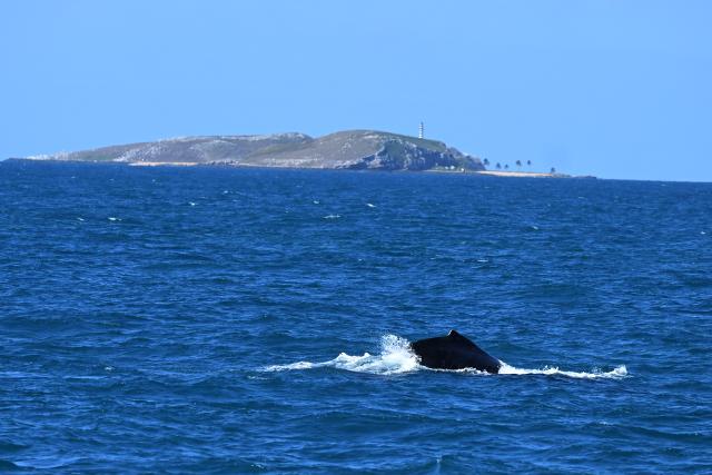 (260819) -- BAHIA, Aug. 19, 2026 (Xinhua) -- This photo taken on Aug. 18, 2026 shows a humpback whale in the waters of the Abrolhos Archipelago, Bahia, Brazil. (Photo by Lucio Tavora/Xinhua)