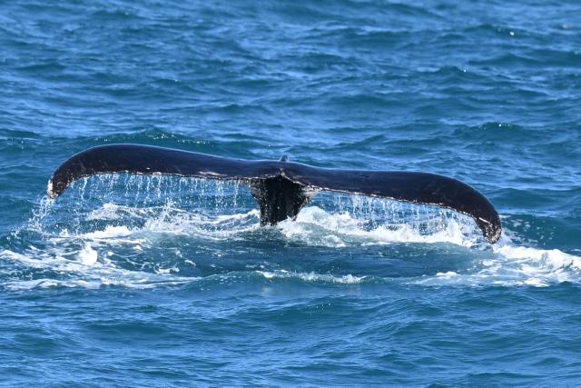 (260819) -- BAHIA, Aug. 19, 2026 (Xinhua) -- This photo taken on Aug. 18, 2026 shows a humpback whale in the waters of the Abrolhos Archipelago, Bahia, Brazil. (Photo by Lucio Tavora/Xinhua)