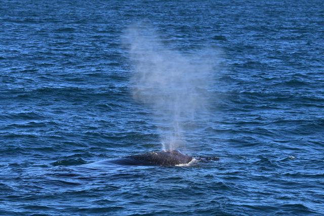 (260819) -- BAHIA, Aug. 19, 2026 (Xinhua) -- This photo taken on Aug. 18, 2026 shows a humpback whale in the waters of the Abrolhos Archipelago, Bahia, Brazil. (Photo by Lucio Tavora/Xinhua)