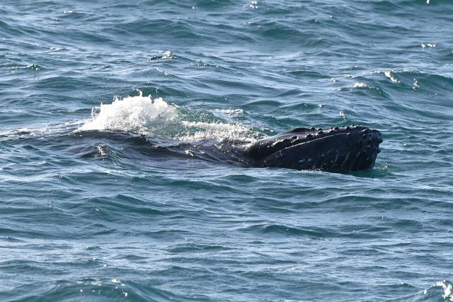 (260819) -- BAHIA, Aug. 19, 2026 (Xinhua) -- This photo taken on Aug. 18, 2026 shows a humpback whale in the waters of the Abrolhos Archipelago, Bahia, Brazil. (Photo by Lucio Tavora/Xinhua)
