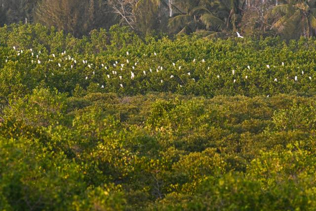 (260819) -- HAIKOU, Aug. 19, 2026 (Xinhua) -- Egrets roost at the Lingshui Mangrove National Wetland Park in south China's Hainan Province, Jan. 31, 2025.
  TO GO WITH "Rare otter found with expanding habitats in south China" (Xinhua/Pu Xiaoxu)
