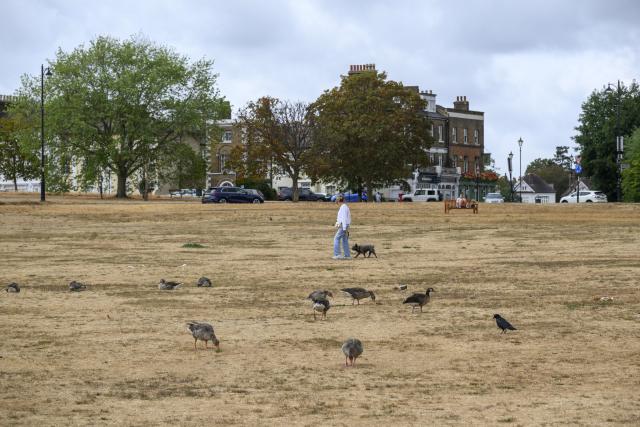 (260820) -- LONDON, Aug. 20, 2026 (Xinhua) -- This photo taken on Aug. 19, 2026 shows parched grassland at Blackheath in London, Britain. In Britain, extreme dryness has become a defining feature of the summer. Provisional data from the Met Office showed that England and Wales experienced their driest July on record, while nearly three-quarters of England was officially under drought conditions by Aug. 10. (Photo by Ray Tang/Xinhua)