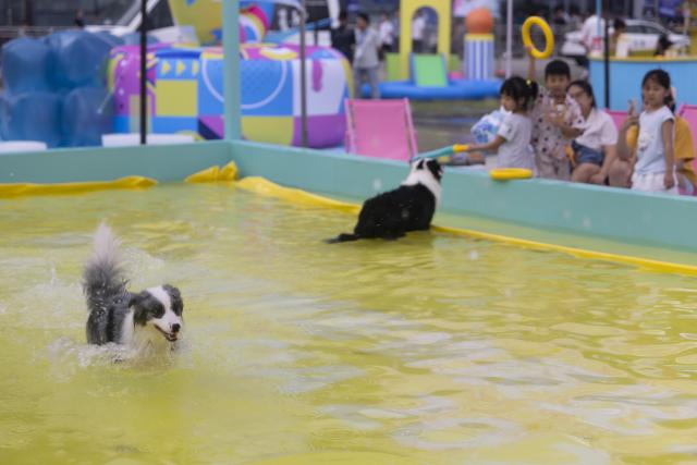(260820) -- SHANGHAI, Aug. 20, 2026 (Xinhua) -- Visitors and their pets enjoy themselves at the 28th Pet Fair Asia in east China's Shanghai, Aug. 20, 2026. Held from Aug. 19 to Aug. 23, the pet fair has attracted over 2,600 exhibitors. (Xinhua/Wang Xiang)