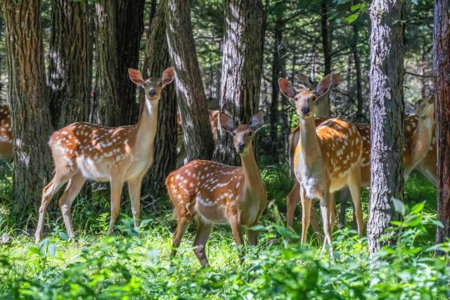 (260821) -- BEIJING, Aug. 21, 2026 (Xinhua) -- Sika deer are pictured at the Xiandongshan sika deer national nature reserve in Qiqihar, northeast China's Heilongjiang Province, Aug. 19, 2026. (Photo by Wang Yonggang/Xinhua)