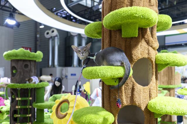 (260821) -- BEIJING, Aug. 21, 2026 (Xinhua) -- A cat rests on a cat tree at the 28th Pet Fair Asia in east China's Shanghai, Aug. 20, 2026. Held from Aug. 19 to Aug. 23, the pet fair has attracted over 2,600 exhibitors. (Xinhua/Wang Xiang)