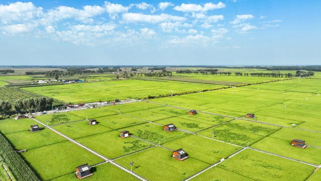 (260821) -- BEIJING, Aug. 21, 2026 (Xinhua) -- An aerial drone photo taken on Aug. 20, 2026 shows rice fields at Haolibao Town in Jalaid Banner of Hinggan League, north China's Inner Mongolia Autonomous Region. (Xinhua/Bei He)