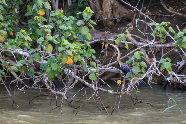 (260821) -- KWAZULU-NATAL, Aug. 21, 2026 (Xinhua) -- An African darter (anhinga rufa) is pictured at iSimangaliso Wetland Park in KwaZulu-Natal Province, South Africa, Aug. 20, 2026. Located in northern KwaZulu-Natal Province, the park features a rich diversity of ecosystems, including lakes, wetlands, beaches and coastal forests. It was inscribed on the UNESCO World Heritage List in 1999. (Xinhua/Chen Wei)