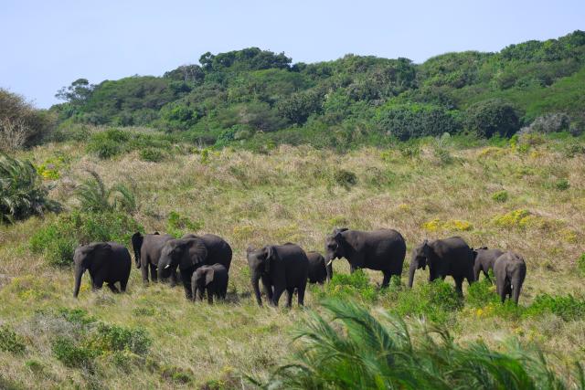 (260821) -- KWAZULU-NATAL, Aug. 21, 2026 (Xinhua) -- African elephants are pictured at iSimangaliso Wetland Park in KwaZulu-Natal Province, South Africa, Aug. 20, 2026. Located in northern KwaZulu-Natal Province, the park features a rich diversity of ecosystems, including lakes, wetlands, beaches and coastal forests. It was inscribed on the UNESCO World Heritage List in 1999. (Xinhua/Chen Wei)