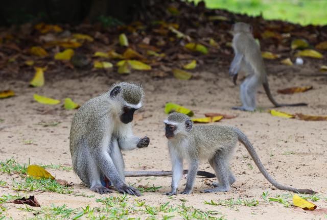 (260821) -- KWAZULU-NATAL, Aug. 21, 2026 (Xinhua) -- Vervet monkeys are pictured at iSimangaliso Wetland Park in KwaZulu-Natal Province, South Africa, Aug. 20, 2026. Located in northern KwaZulu-Natal Province, the park features a rich diversity of ecosystems, including lakes, wetlands, beaches and coastal forests. It was inscribed on the UNESCO World Heritage List in 1999. (Xinhua/Chen Wei)
