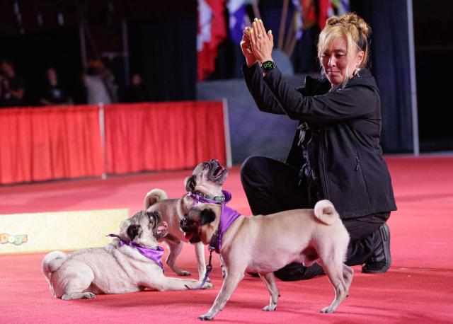 (260821) -- VANCOUVER, Aug. 21, 2026 (Xinhua) -- Dogs with their trainer perform at a media preview event for the 2026 Pacific National Exhibition (PNE) Fair in Vancouver, Canada, Aug. 20, 2026. The PNE Fair, a long-running event in Canada, is held from Aug. 22 to Sept. 7 this year, marking its 116th edition. (Photo by Liang Sen/Xinhua)
