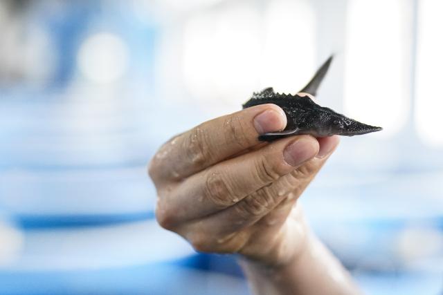 (260821) -- FUYUAN, Aug. 21, 2026 (Xinhua) -- A fish fry of amur sturgeon is seen at a cultivation factory of a modern industrial park in Fuyuan City, northeast China's Heilongjiang Province, Aug. 20, 2026. Known as the "city of freshwater fish", Fuyuan is promoting the high-quality development of its fishing industry. (Xinhua/Na Yuqi)