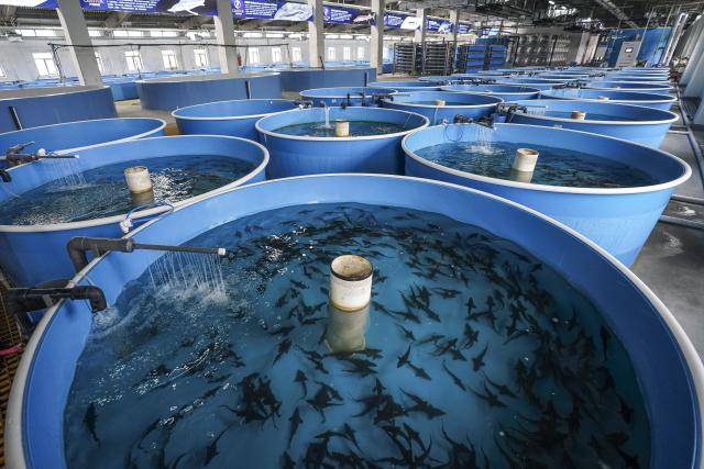 (260821) -- FUYUAN, Aug. 21, 2026 (Xinhua) -- Fish fries of amur sturgeons are seen at a cultivation factory of a modern industrial park in Fuyuan City, northeast China's Heilongjiang Province, Aug. 20, 2026. Known as the "city of freshwater fish", Fuyuan is promoting the high-quality development of its fishing industry. (Xinhua/Na Yuqi)