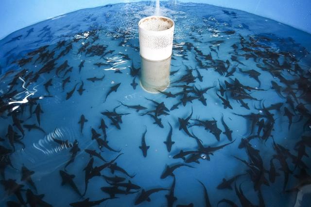 (260821) -- FUYUAN, Aug. 21, 2026 (Xinhua) -- Fish fries of amur sturgeons are seen at a cultivation factory of a modern industrial park in Fuyuan City, northeast China's Heilongjiang Province, Aug. 20, 2026. Known as the "city of freshwater fish", Fuyuan is promoting the high-quality development of its fishing industry. (Xinhua/Na Yuqi)