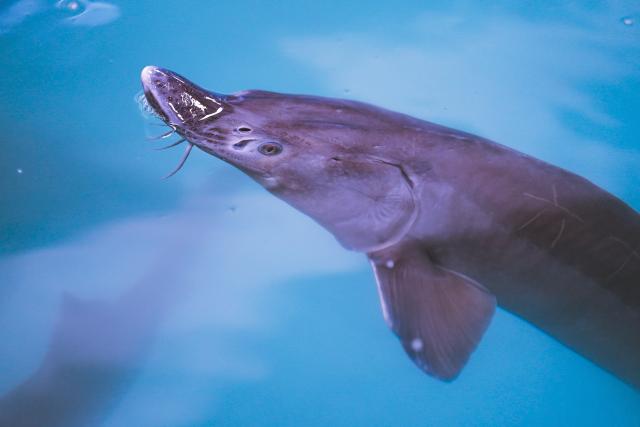 (260821) -- FUYUAN, Aug. 21, 2026 (Xinhua) -- An amur sturgeon is seen at a cultivation factory of a modern industrial park in Fuyuan City, northeast China's Heilongjiang Province, Aug. 20, 2026. Known as the "city of freshwater fish", Fuyuan is promoting the high-quality development of its fishing industry. (Xinhua/Na Yuqi)