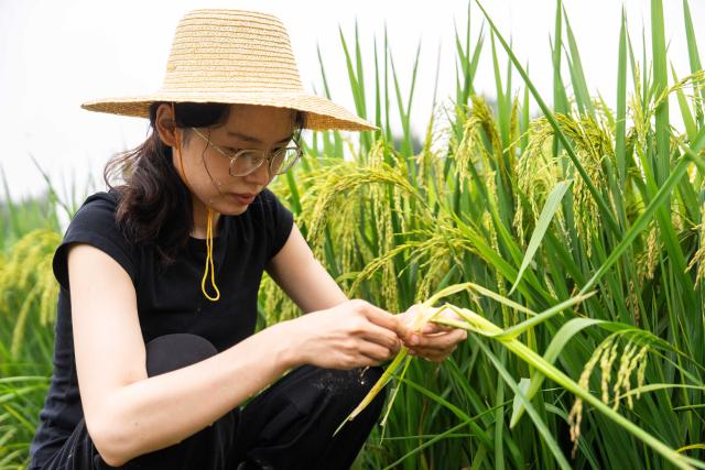 (260821) -- CHANGSHA, Aug. 21, 2026 (Xinhua) -- Wang Jin checks the growth of rice in Majia Village, Zhujiapu Town of Hanshou County, Changde City, central China's Hunan Province, Aug. 20, 2026. "Working in agricultural technology requires patience and the ability to stay focused," says Wang Jin, a 24-year-old grassroots agricultural technician.
   Wang returned to her hometown Zhujiapu Town after graduation in 2023. She joined the town's agricultural service center and immediately immersed herself in rural life. For the past three years, she has trudged through mud and braved heat and cold, working in the rice paddies day in and day out.
   When she first started, many local farmers were skeptical of her. But Wang stayed grounded, bridging textbook knowledge with hands-on practice and continuously sharpening her skills.
   In her view, the fundamental solution to food security lies in science and technology, which can only gain real power when it takes root in the soil.
   Every drop of sweat tells its own story. Through hard work and dedication, Wang Jin embodies the commitment and passion of a new-generation agricultural worker, writing her own chapter of youth on the frontlines of rural revitalization. (Xinhua/Chen Sihan)