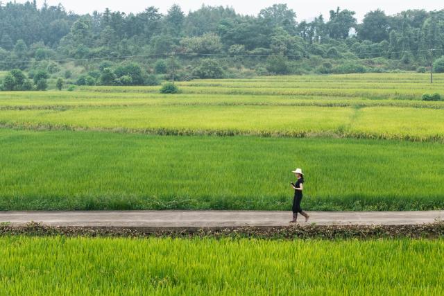 (260821) -- CHANGSHA, Aug. 21, 2026 (Xinhua) -- A drone photo taken on Aug. 20, 2026 shows Wang Jin observing rice paddies in Majia Village, Zhujiapu Town of Hanshou County, Changde City, central China's Hunan Province. "Working in agricultural technology requires patience and the ability to stay focused," says Wang Jin, a 24-year-old grassroots agricultural technician.
   Wang returned to her hometown Zhujiapu Town after graduation in 2023. She joined the town's agricultural service center and immediately immersed herself in rural life. For the past three years, she has trudged through mud and braved heat and cold, working in the rice paddies day in and day out.
   When she first started, many local farmers were skeptical of her. But Wang stayed grounded, bridging textbook knowledge with hands-on practice and continuously sharpening her skills.
   In her view, the fundamental solution to food security lies in science and technology, which can only gain real power when it takes root in the soil.
   Every drop of sweat tells its own story. Through hard work and dedication, Wang Jin embodies the commitment and passion of a new-generation agricultural worker, writing her own chapter of youth on the frontlines of rural revitalization. (Xinhua/Chen Sihan)