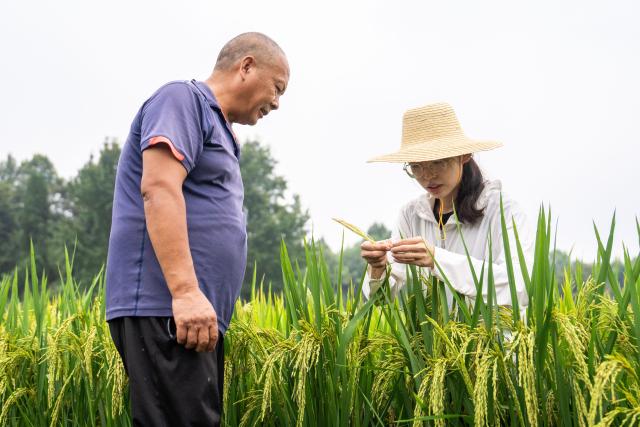 (260821) -- CHANGSHA, Aug. 21, 2026 (Xinhua) -- Wang Jin (R) instructs a farmer on pest and disease control in Majia Village, Zhujiapu Town of Hanshou County, Changde City, central China's Hunan Province, Aug. 20, 2026. "Working in agricultural technology requires patience and the ability to stay focused," says Wang Jin, a 24-year-old grassroots agricultural technician.
   Wang returned to her hometown Zhujiapu Town after graduation in 2023. She joined the town's agricultural service center and immediately immersed herself in rural life. For the past three years, she has trudged through mud and braved heat and cold, working in the rice paddies day in and day out.
   When she first started, many local farmers were skeptical of her. But Wang stayed grounded, bridging textbook knowledge with hands-on practice and continuously sharpening her skills.
   In her view, the fundamental solution to food security lies in science and technology, which can only gain real power when it takes root in the soil.
   Every drop of sweat tells its own story. Through hard work and dedication, Wang Jin embodies the commitment and passion of a new-generation agricultural worker, writing her own chapter of youth on the frontlines of rural revitalization. (Xinhua/Chen Sihan)