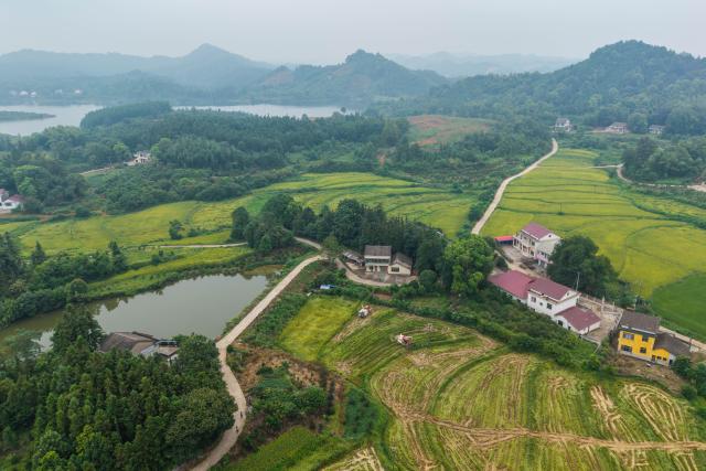 (260821) -- CHANGSHA, Aug. 21, 2026 (Xinhua) -- An aerial drone photo taken on Aug. 20, 2026 shows rice fields in Majia Village, Zhujiapu Town of Hanshou County, Changde City, central China's Hunan Province. "Working in agricultural technology requires patience and the ability to stay focused," says Wang Jin, a 24-year-old grassroots agricultural technician.
   Wang returned to her hometown Zhujiapu Town after graduation in 2023. She joined the town's agricultural service center and immediately immersed herself in rural life. For the past three years, she has trudged through mud and braved heat and cold, working in the rice paddies day in and day out.
   When she first started, many local farmers were skeptical of her. But Wang stayed grounded, bridging textbook knowledge with hands-on practice and continuously sharpening her skills.
   In her view, the fundamental solution to food security lies in science and technology, which can only gain real power when it takes root in the soil.
   Every drop of sweat tells its own story. Through hard work and dedication, Wang Jin embodies the commitment and passion of a new-generation agricultural worker, writing her own chapter of youth on the frontlines of rural revitalization. (Xinhua/Chen Sihan)