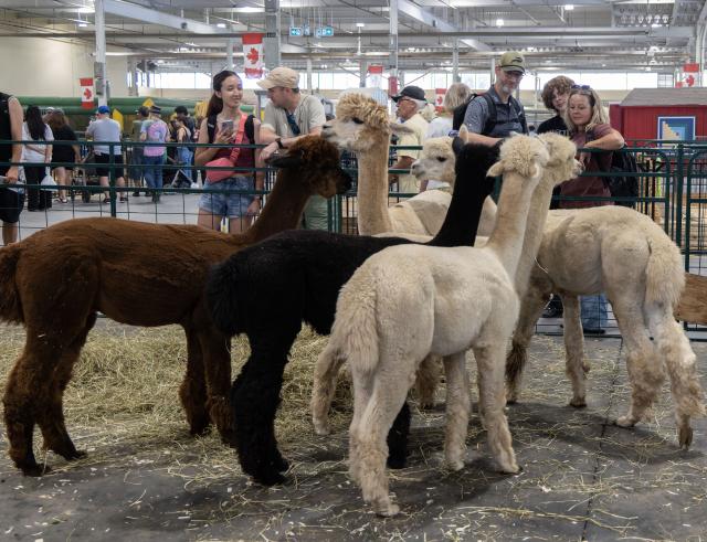 (260822) -- TORONTO, Aug. 22, 2026 (Xinhua) -- Visitors view alpacas at the 2026 Canadian National Exhibition (CNE) in Toronto, Canada, on Aug. 21, 2026. As one of the largest community events in Canada, the annual event runs from Aug. 21 to Sept. 7. (Photo by Zou Zheng/Xinhua)