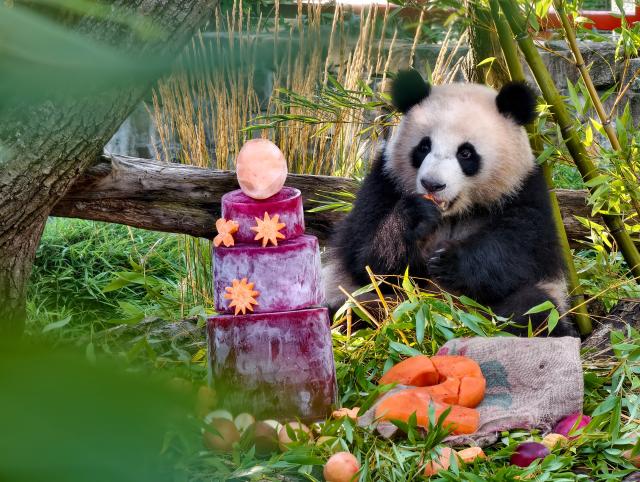 (260822) -- BEIJING, Aug. 22, 2026 (Xinhua) -- This photo taken by a mobile phone shows giant panda Lotti, known in Chinese as Meng Tian, enjoying a special ice cake at Zoo Berlin in Berlin, Germany, on Aug. 21, 2026. To celebrate their second birthday, giant panda twins Leni and Lotti, known in Chinese as Meng Hao and Meng Tian, were treated to a special ice cake at Zoo Berlin on Friday, a day ahead of their birthday. (Xinhua/Zhu Yinan)