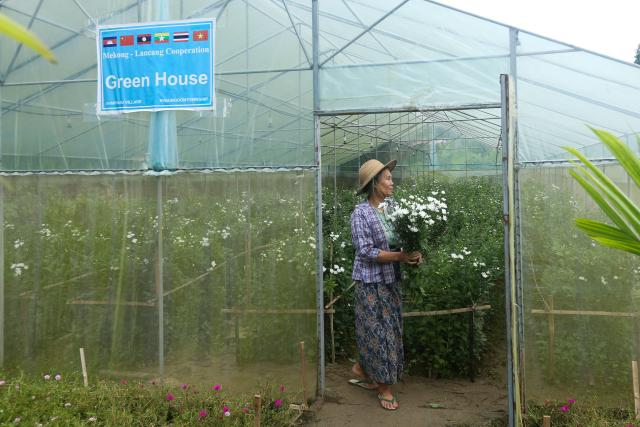 (260822) -- AYEYARWADY REGION, Aug. 22, 2026 (Xinhua) -- A woman works at a greenhouse of a model village project funded by the Lancang-Mekong Cooperation (LMC) Special Fund 2024 in Ohnpinsu village, Nyaungdon township in Ayeyarwady region, Myanmar, Aug. 20, 2026. TO GO WITH "Feature: Myanmar's delta village finds new livelihoods with LMC support" (Xinhua/Myo Kyaw Soe)