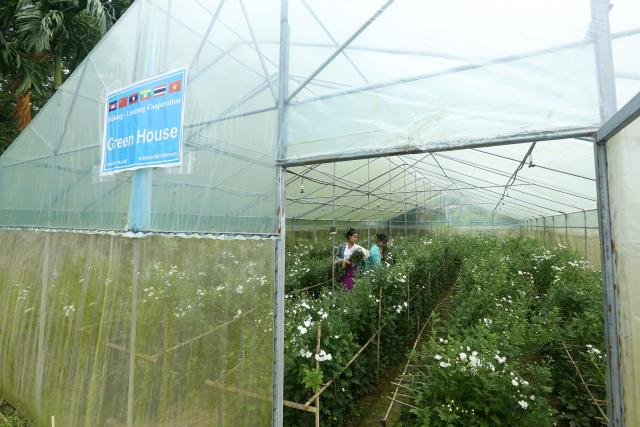 (260822) -- AYEYARWADY REGION, Aug. 22, 2026 (Xinhua) -- Villagers work in a greenhouse of a model village project funded by the Lancang-Mekong Cooperation (LMC) Special Fund 2024 in Ohnpinsu village, Nyaungdon township in Ayeyarwady region, Myanmar, Aug. 20, 2026. TO GO WITH "Feature: Myanmar's delta village finds new livelihoods with LMC support" (Xinhua/Myo Kyaw Soe)