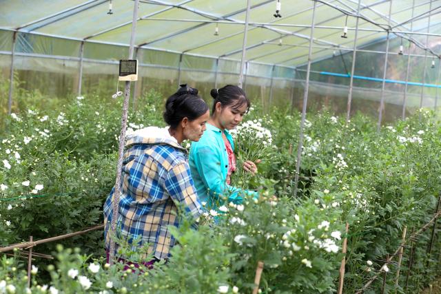 (260822) -- AYEYARWADY REGION, Aug. 22, 2026 (Xinhua) -- Villagers work in a greenhouse of a model village project funded by the Lancang-Mekong Cooperation (LMC) Special Fund 2024 in Ohnpinsu village, Nyaungdon township in Ayeyarwady region, Myanmar, Aug. 20, 2026. TO GO WITH "Feature: Myanmar's delta village finds new livelihoods with LMC support" (Xinhua/Myo Kyaw Soe)