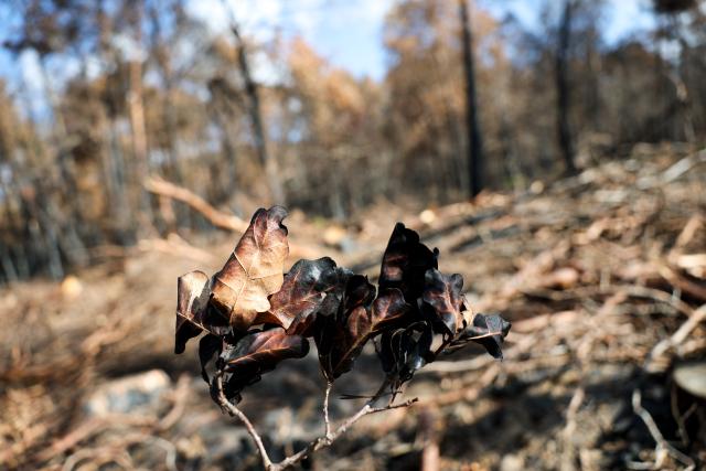 (260822) -- SEINE-ET-MARNE, Aug. 22, 2026 (Xinhua) -- Charred leaves are seen in an area burnt in a wildfire in the Fontainebleau Forest in Seine-et-Marne, France, Aug. 22, 2026. (Xinhua/Wu Huiwo)
