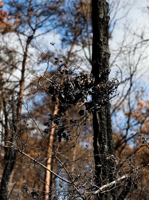 (260822) -- SEINE-ET-MARNE, Aug. 22, 2026 (Xinhua) -- A charred tree is seen in an area burnt in a wildfire in the Fontainebleau Forest in Seine-et-Marne, France, Aug. 22, 2026. (Xinhua/Wu Huiwo)