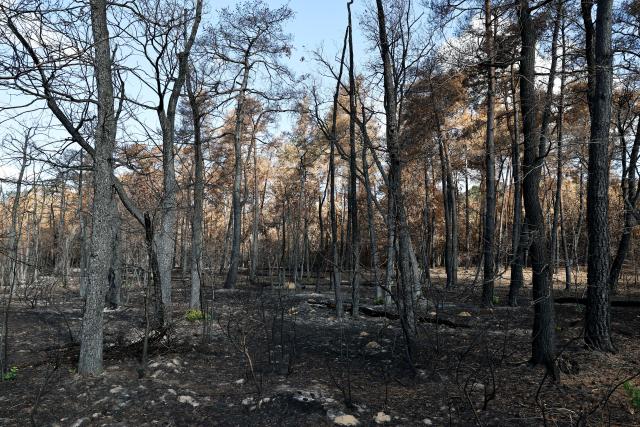 (260822) -- SEINE-ET-MARNE, Aug. 22, 2026 (Xinhua) -- This photo taken on Aug. 22, 2026 shows an area burnt in a wildfire in the Fontainebleau Forest in Seine-et-Marne, France. (Xinhua/Wu Huiwo)