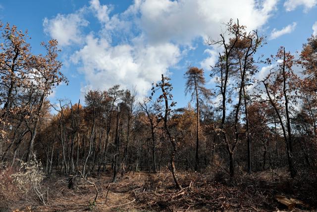 (260822) -- SEINE-ET-MARNE, Aug. 22, 2026 (Xinhua) -- This photo taken on Aug. 22, 2026 shows an area burnt in a wildfire in the Fontainebleau Forest in Seine-et-Marne, France. (Xinhua/Wu Huiwo)
