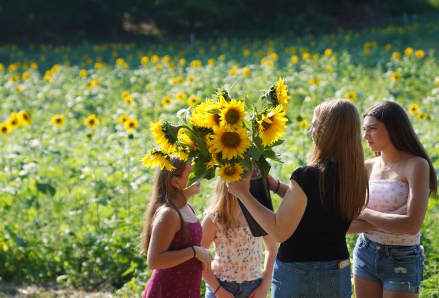(260823) -- NEW YORK, Aug. 23, 2026 (Xinhua) -- People attend a sunflower festival at a farm in New York, the United States, Aug. 22, 2026. (Xinhua/Zhang Fengguo)