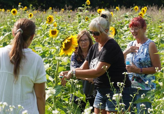 (260823) -- NEW YORK, Aug. 23, 2026 (Xinhua) -- People attend a sunflower festival at a farm in New York, the United States, Aug. 22, 2026. (Xinhua/Zhang Fengguo)