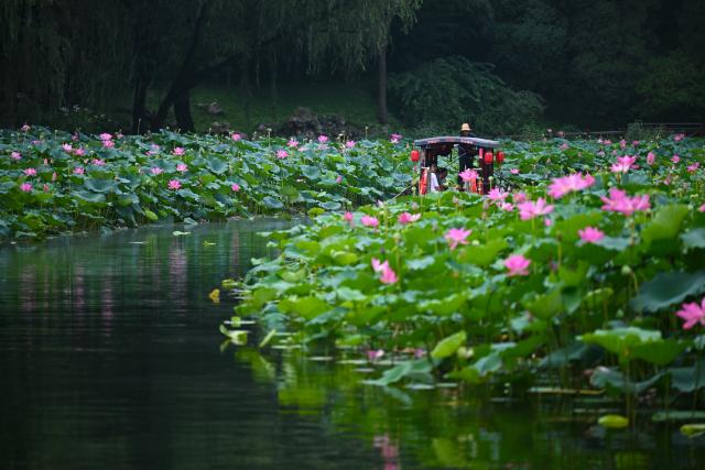 (260823) -- BEIJING, Aug. 23, 2026 (Xinhua) -- Tourists take a boat to enjoy lotus flowers at Zizhuyuan Park in Beijing, capital of China, Aug. 23, 2026. (Xinhua/Xin Yuewei)