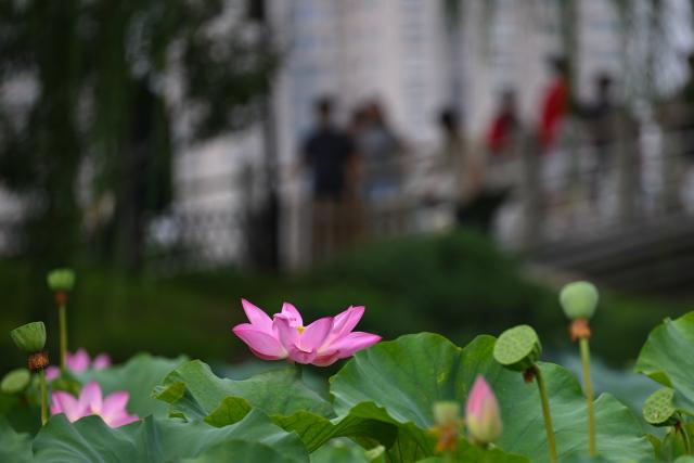 (260823) -- BEIJING, Aug. 23, 2026 (Xinhua) -- This photo taken on Aug. 23, 2026 shows lotus flowers at Zizhuyuan Park in Beijing, capital of China. (Xinhua/Xin Yuewei)